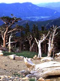 Bristlecone Pine forest Colorado