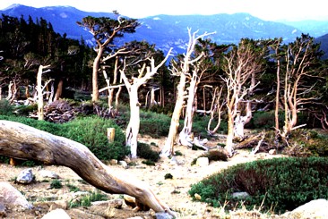 Bristlecone Pine Forest