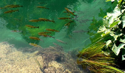 Fish in Croatian lake